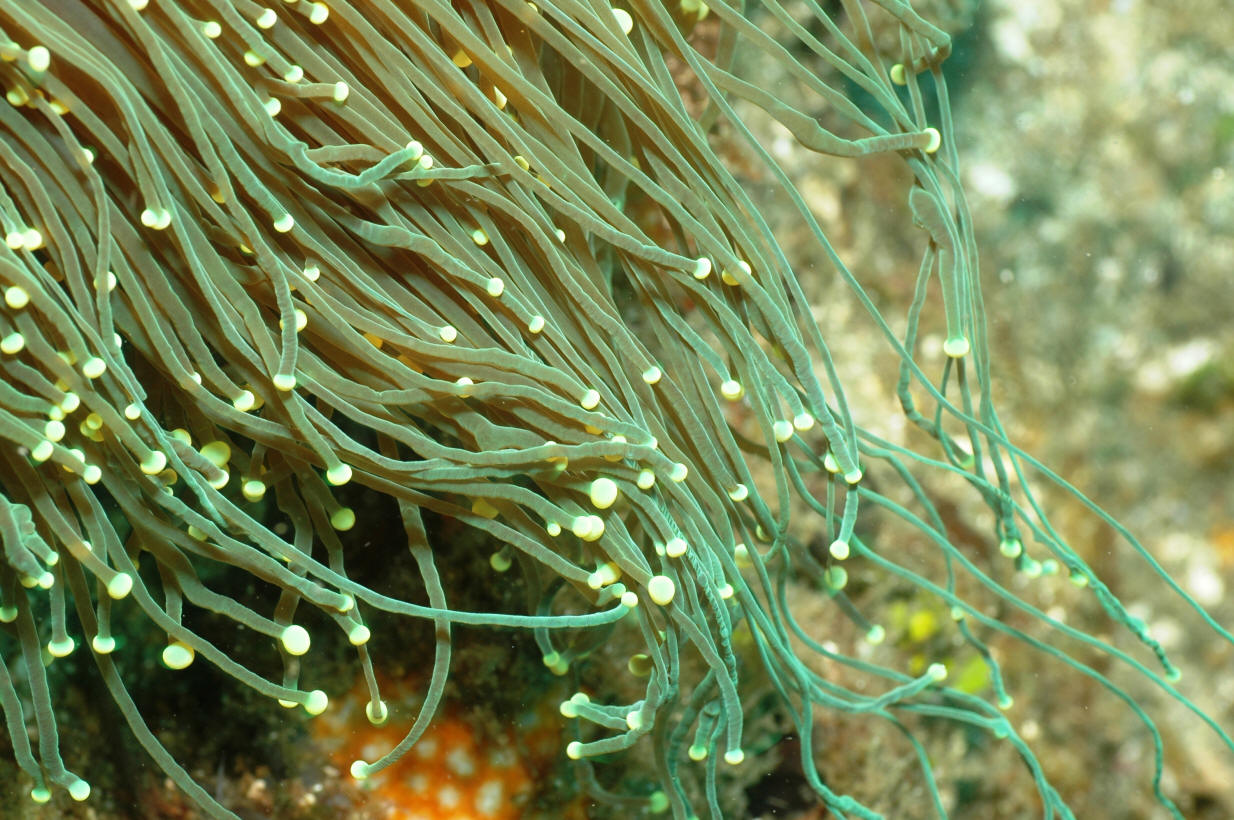 Euphyllia glabrescens